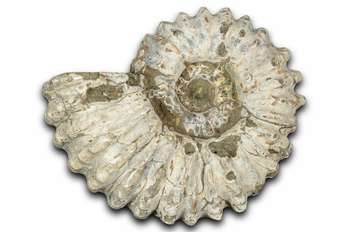 Bumpy Ammonite (Douvilleiceras) Fossil - Madagascar #343826